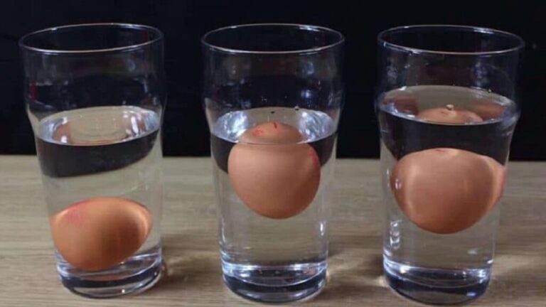 comment savoir si un oeuf est bon