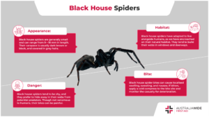 black house spider