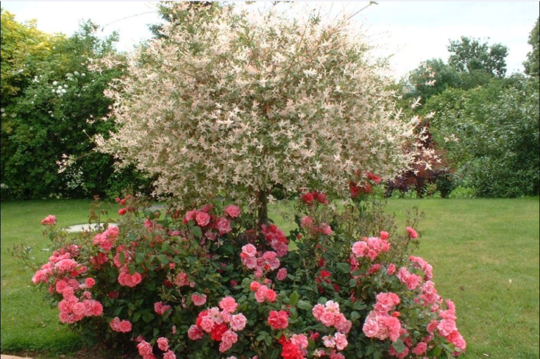 saule crevette
