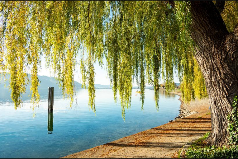 saule pleureur